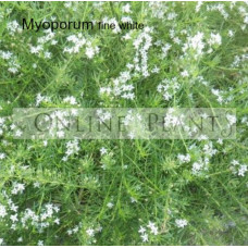 Myoporum parvifolium fine white