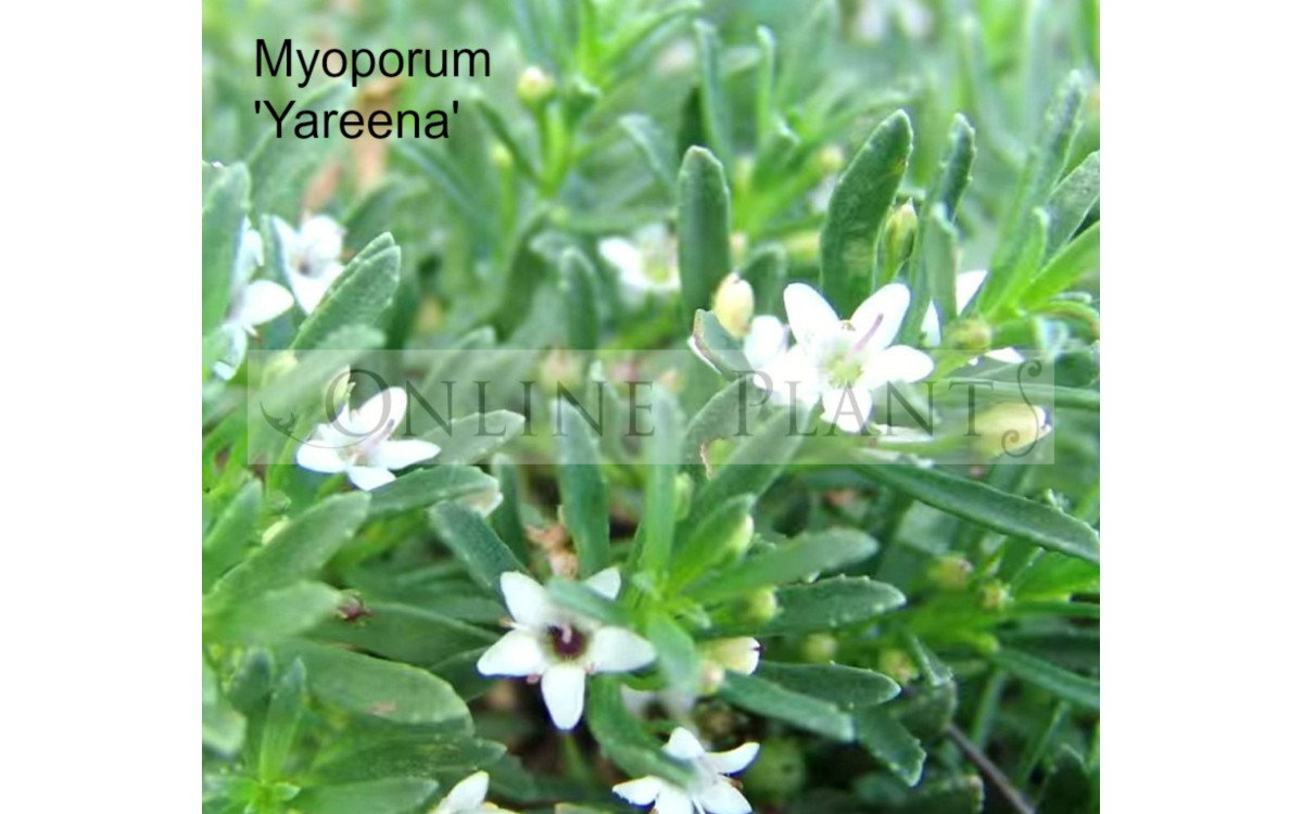 Growing Native Plants - Myoporum parvifolium