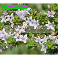 Myoporum Parvifolium fine leaf pink