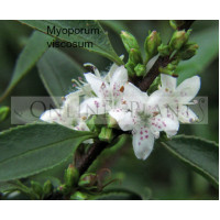 Myoporum Viscosum