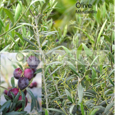 Olea Europaea Manzanillo Olive 