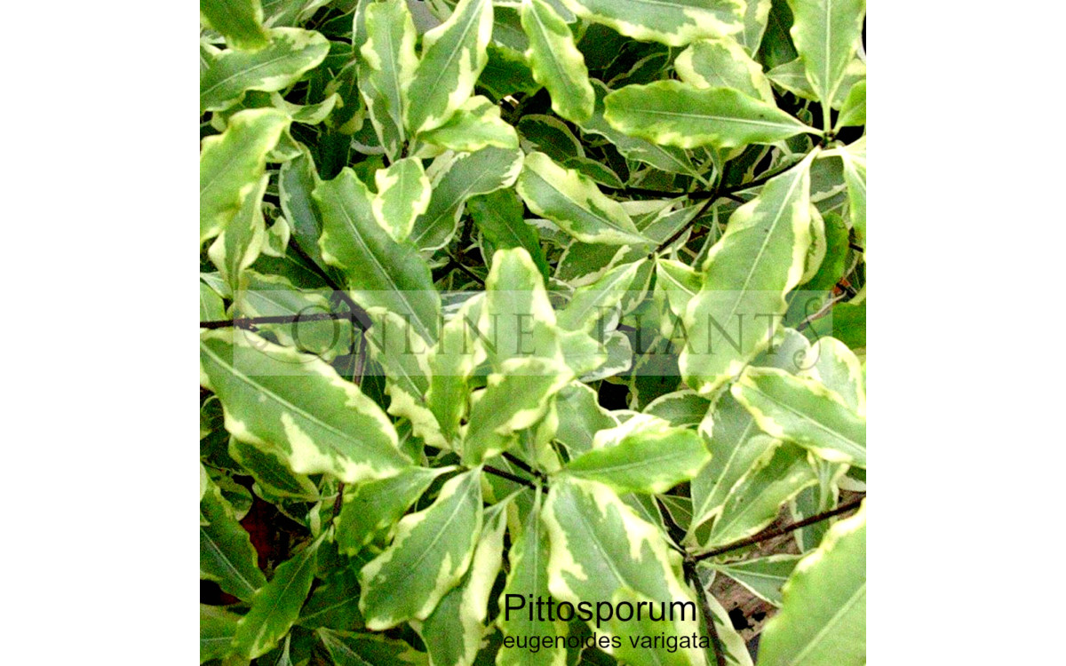 Create Hedges With Pittosporum Silver Sheen - Here's Why?