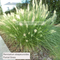 Pennisetum Alopecuroides Swamp Foxtail