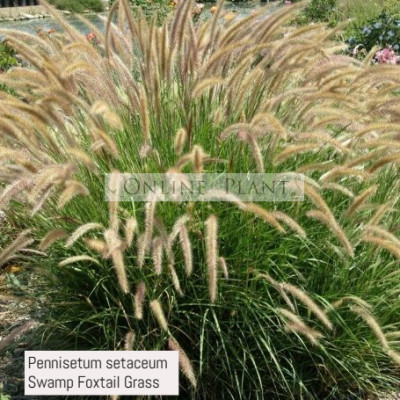 Pennisetum Setaceum Swamp Foxtail
