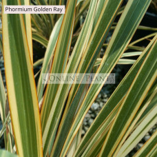 Phormium Flax Golden Ray