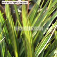 Phormium Flax Apricot Queen