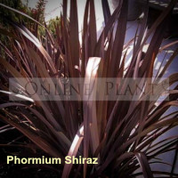 Phormium Flax Shiraz