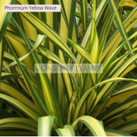 Phormium Flax Yellow Wave