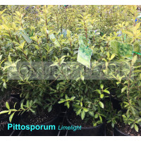 Pittosporum Tenuifolium Limelight