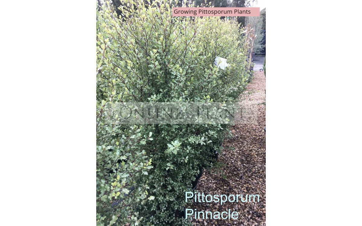 How to Grow and Care for Pittosporum Plants