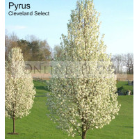 Pyrus calleryana Cleveland Select Ornamental Pear