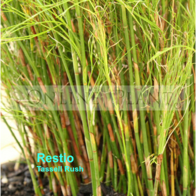 Restio tetraphyllus, Long Leaf Tassel Rush