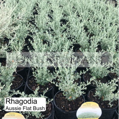 Rhagodia Aussie Flat Bush | Online Plants Melbourne, Australia