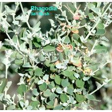 Rhagodia Spinescens Salt Bush