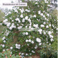 Rhododendron, Mount Everest