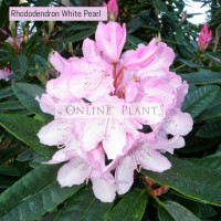 Rhododendron, White Pearl