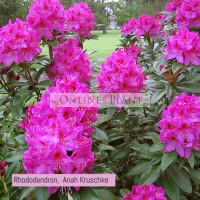 Rhododendron, Anah Kruschke