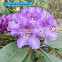 Rhododendron, Blue Admiral