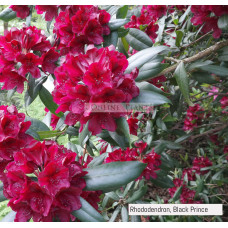 Rhododendron, Black Prince