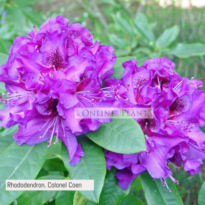 Rhododendron, Colonel Coen