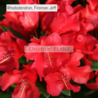 Rhododendron, Fireman Jeff