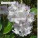 Rhododendron, Kallista