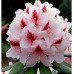 Rhododendron, Mrs G W Leak