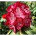 Rhododendron, President Rooseveldt