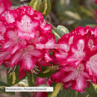 Rhododendron, President Rooseveldt