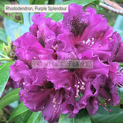 Rhododendron, Purple Splendour