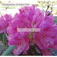 Rhododendron, Sir Robert Peel