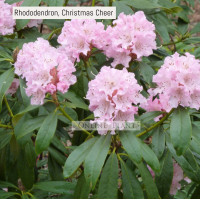 Rhododendron, Christmas Cheer
