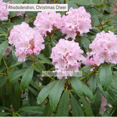 Rhododendron, Christmas Cheer