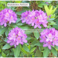 Rhododendron, Ponticum