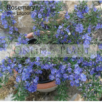 Rosemary Blue Lagoon