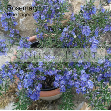 Rosemary Blue Lagoon