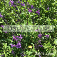 Salvia azure