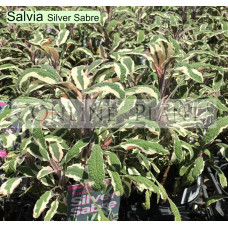 Salvia Silver Sabre