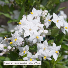 Solanum Jasminoides Potato Vine