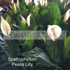 Spathiphyllum peace lilly