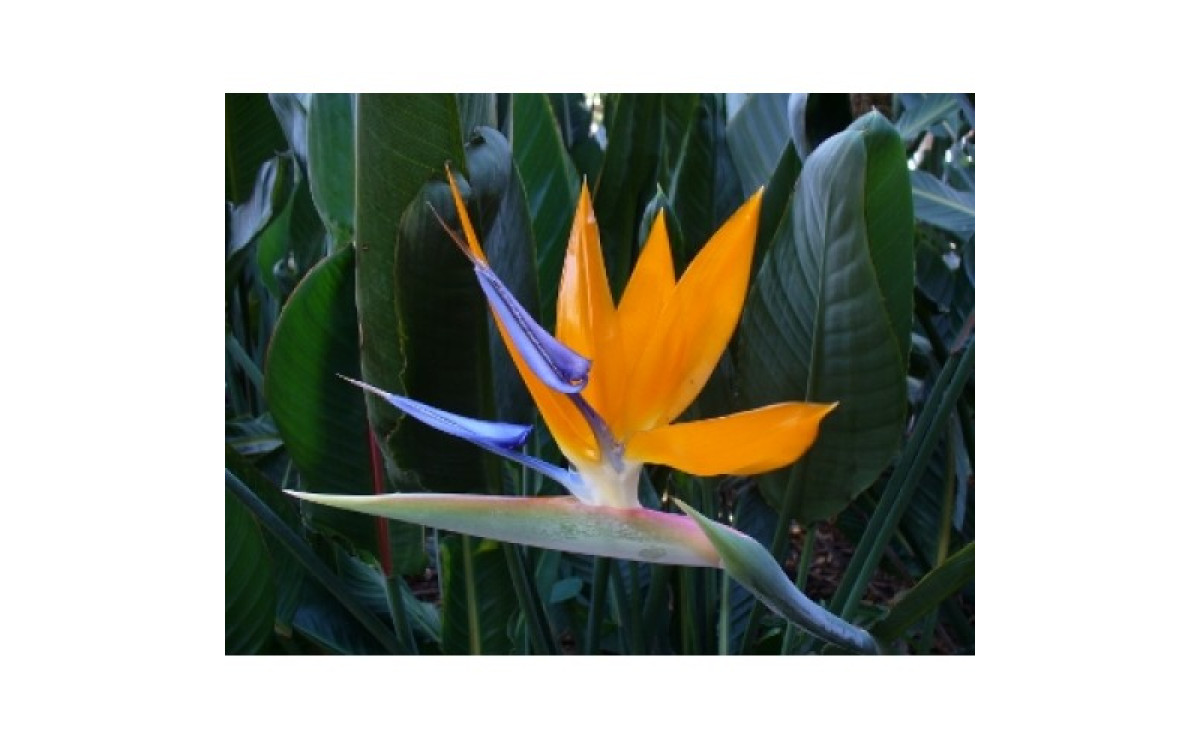 How to Plant, Grow and Take Care of Bird of Paradise? 