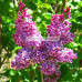 Syringa vulgaris Sensation, Lilac