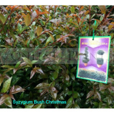 Syzygium Bush Christmas lilly pilly