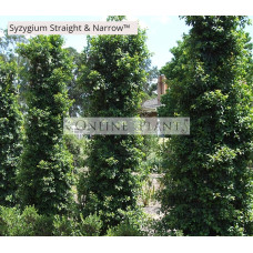 Syzygium australe (SAN01) Straight and Narrow™
