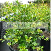 Syzygium Resilience lilly pilly