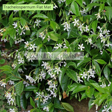 Trachelospermum asiaticum  Flatmat™