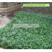 Trachelospermum asiaticum  Flatmat™