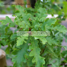Quercus cercis Turkey Oak