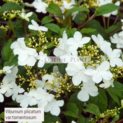 Viburnum plicatum var.tomentosum
