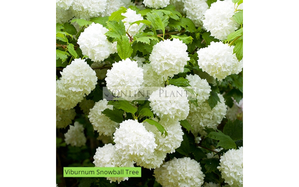 How To Grow And Care Snowball Bush? 